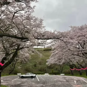 Nara and Ikoma Moutains Driving Experience